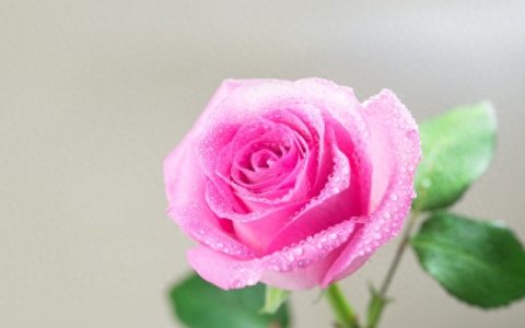送男生的花应该送什么花（适合送男生的花）