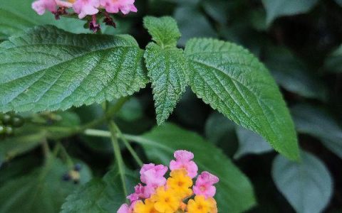 幼儿园毕业送老师什么礼物最好（送老师最实用的礼物）